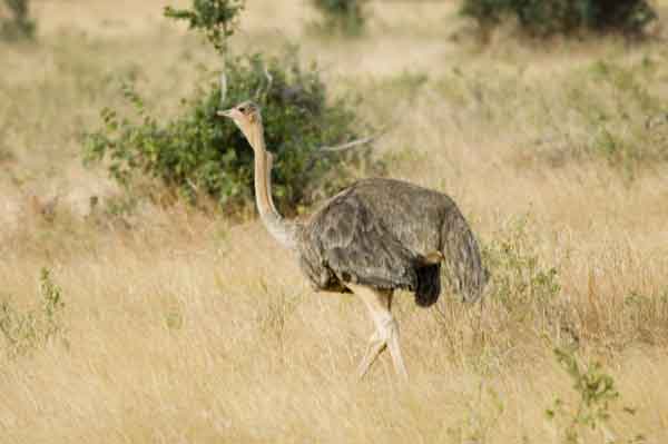 Avestruz - reserva nacional de Masai Mara - Kenia.jpg